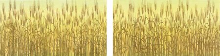 Yellow barley field